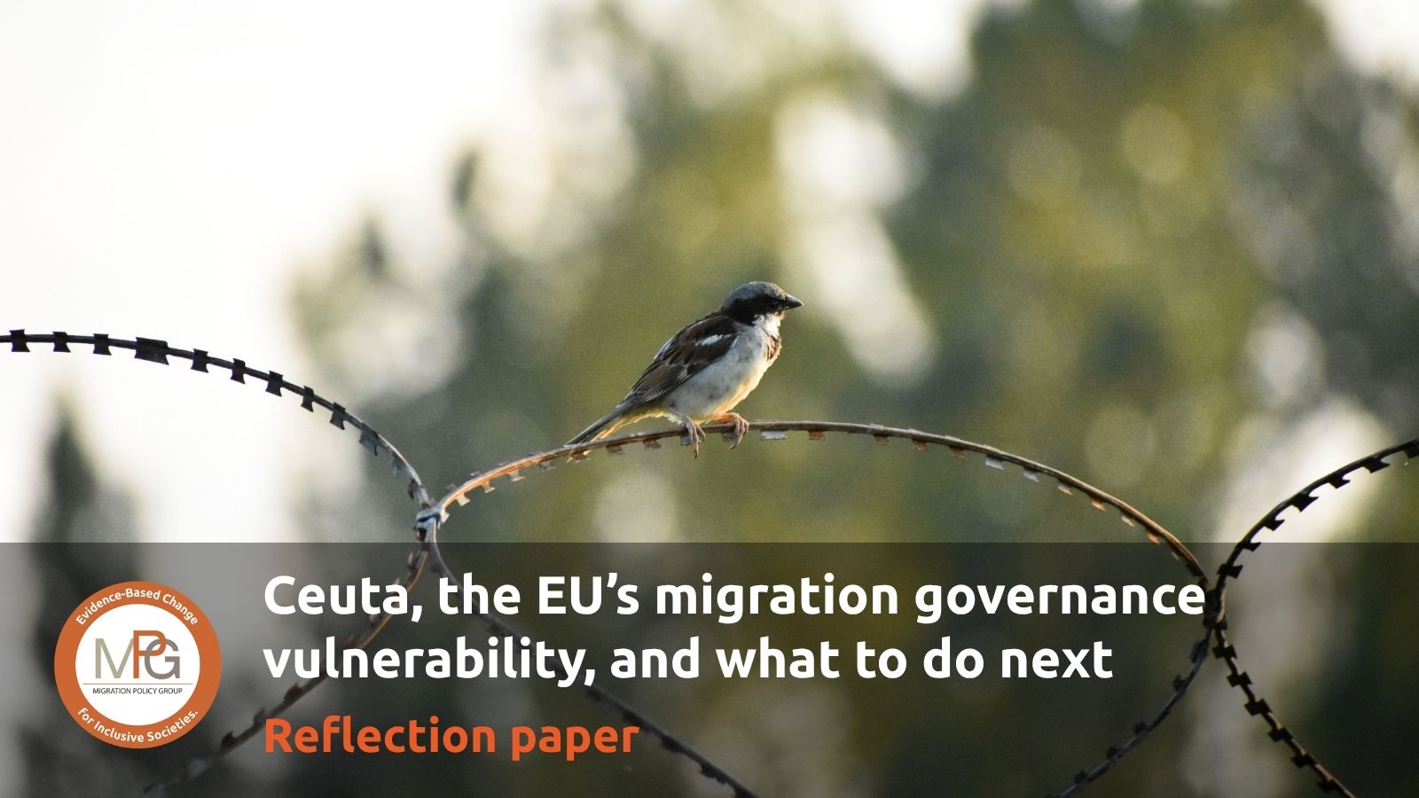 An photo of a sparrow sitting on a barbed wire with the words "Ceuta, the EU's migration governance vulnerability and what to do next" superimposed on it along with the subtitle “Reflection paper” and the logo of MPG.